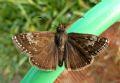 Erynnis tages